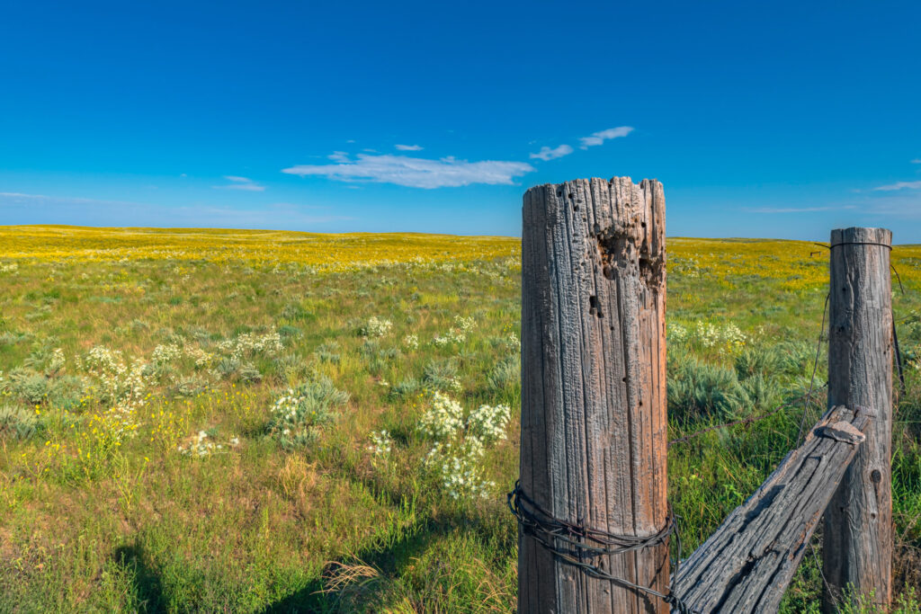 Eastern Colorado Prairie 2