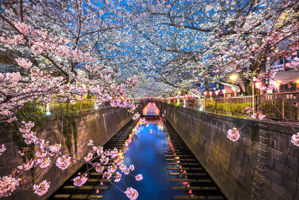 Meguro River Sakura