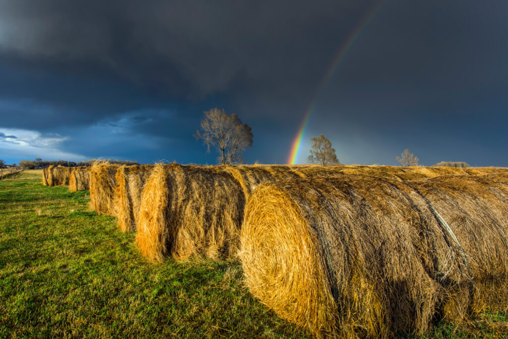 Western NE Hay Rainbow